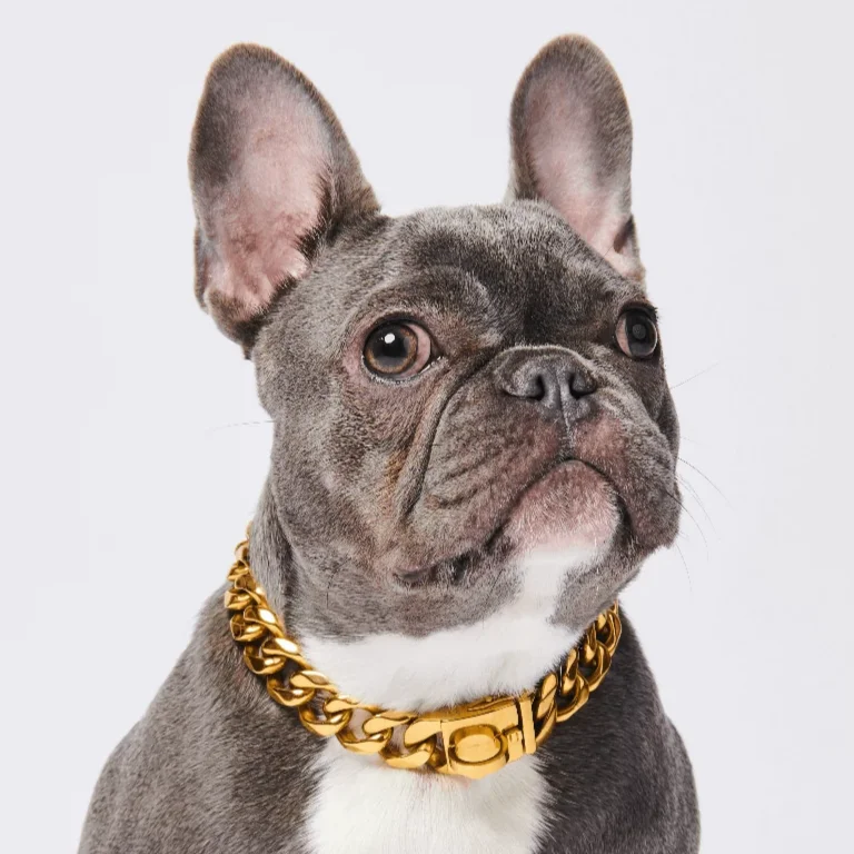 Cuban Link 20mm Gold Chain Collar